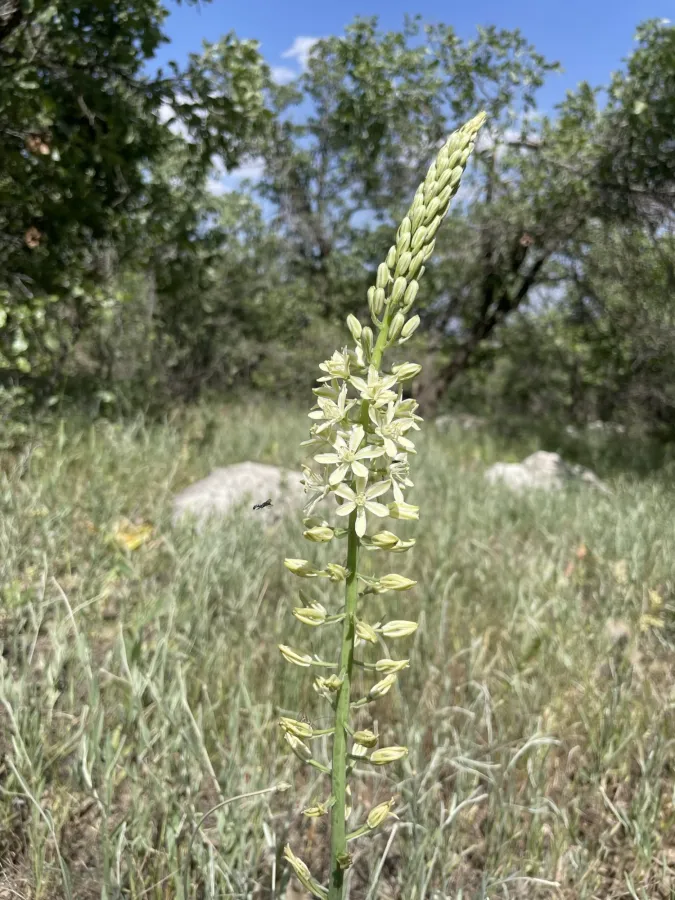 Ornithogalum kurdicum