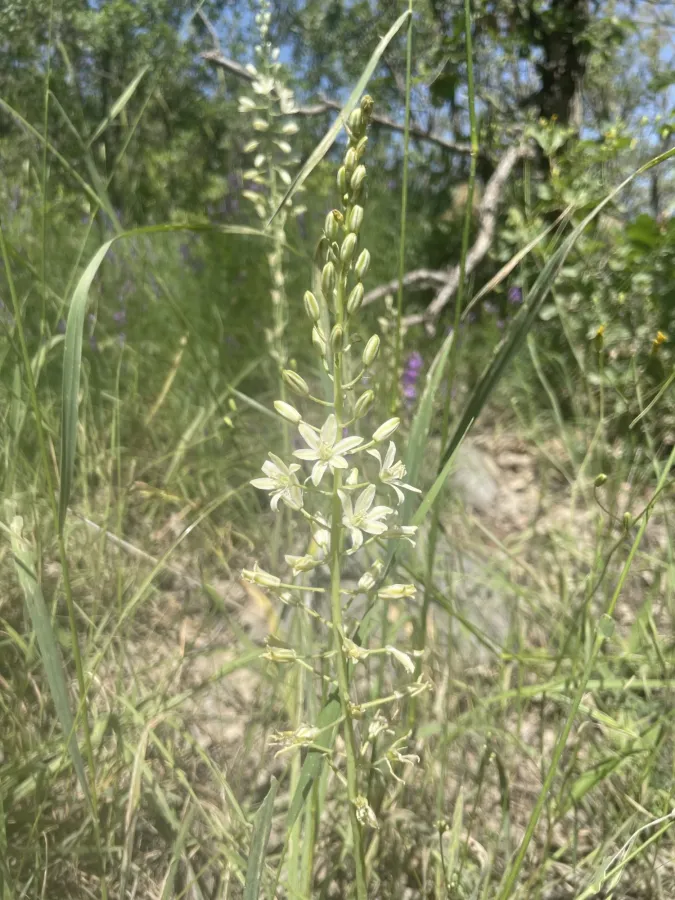 Ornithogalum kurdicum