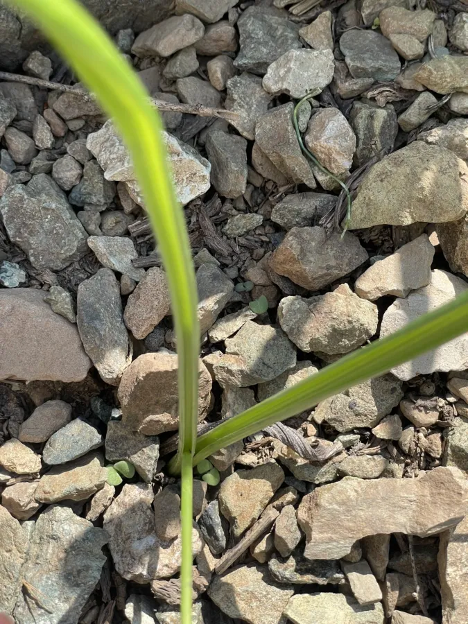 Ornithogalum luschanii