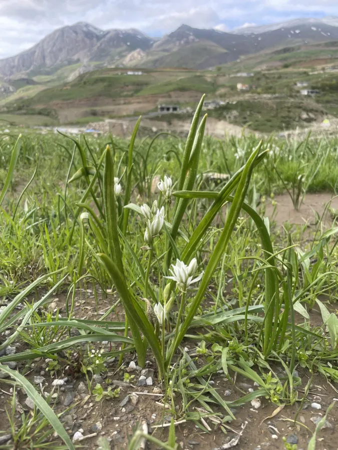 Ornithogalum luschanii