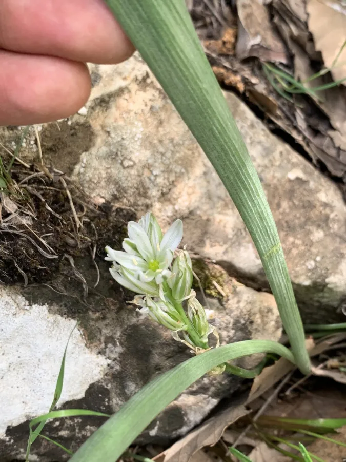 Ornithogalum luschanii