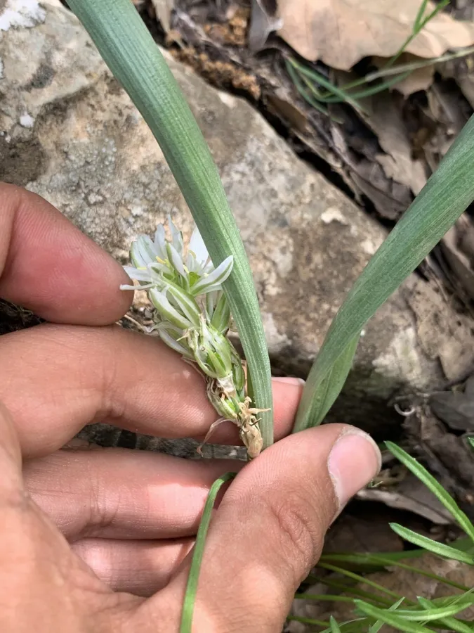 Ornithogalum luschanii