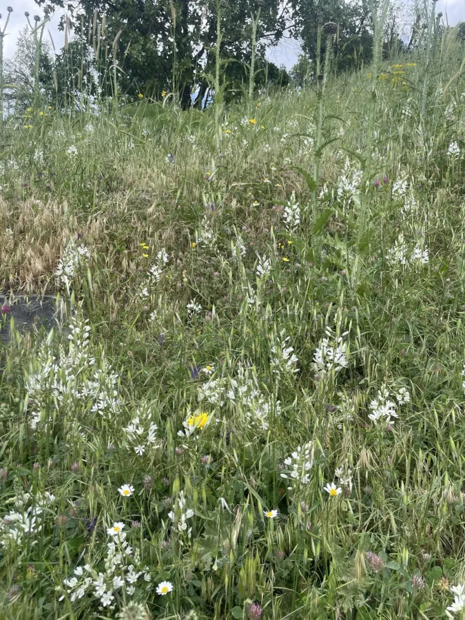 Ornithogalum narbonense