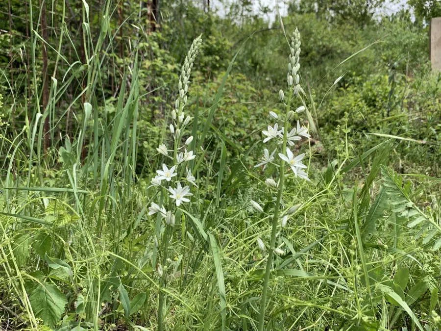 Ornithogalum narbonense