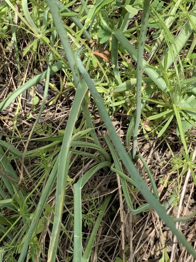 Ornithogalum narbonense