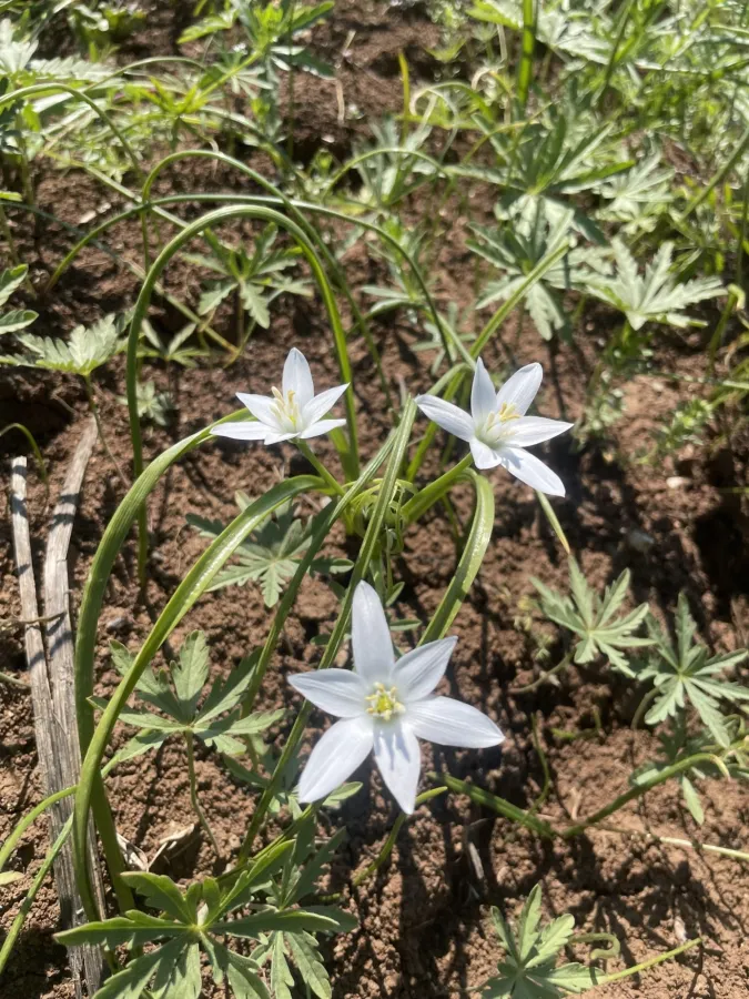 Ornithogalum neurostegium