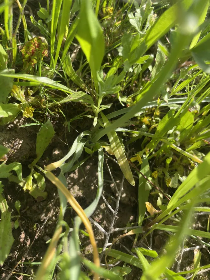 Ornithogalum neurostegium
