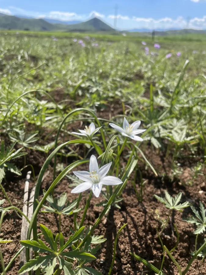 Ornithogalum neurostegium