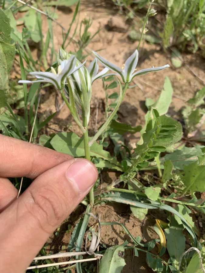 Ornithogalum neurostegium