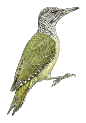 European Green Woodpecker
