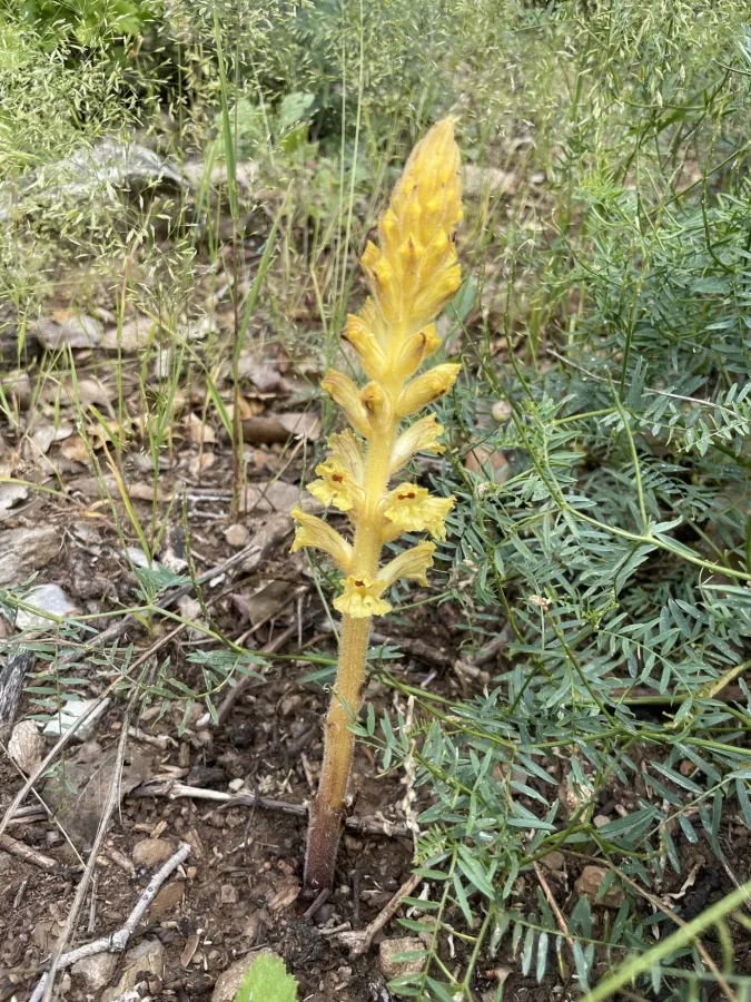 Orobanche laxissima