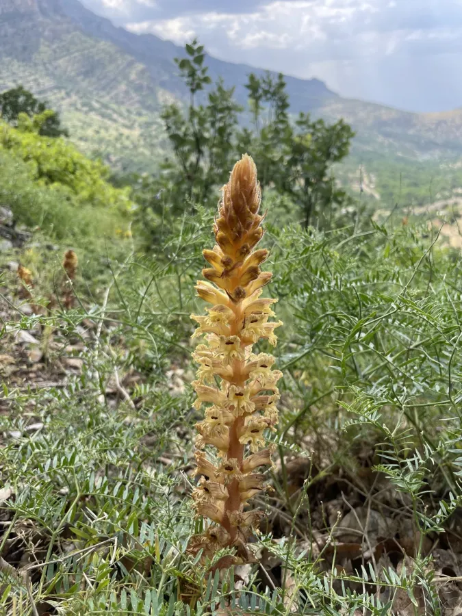 Orobanche laxissima