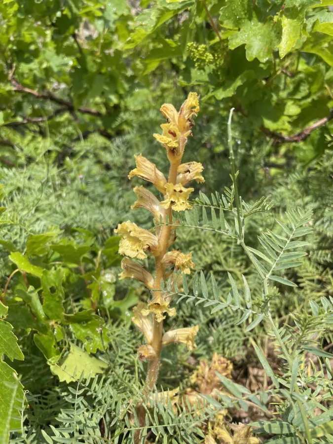 Orobanche laxissima