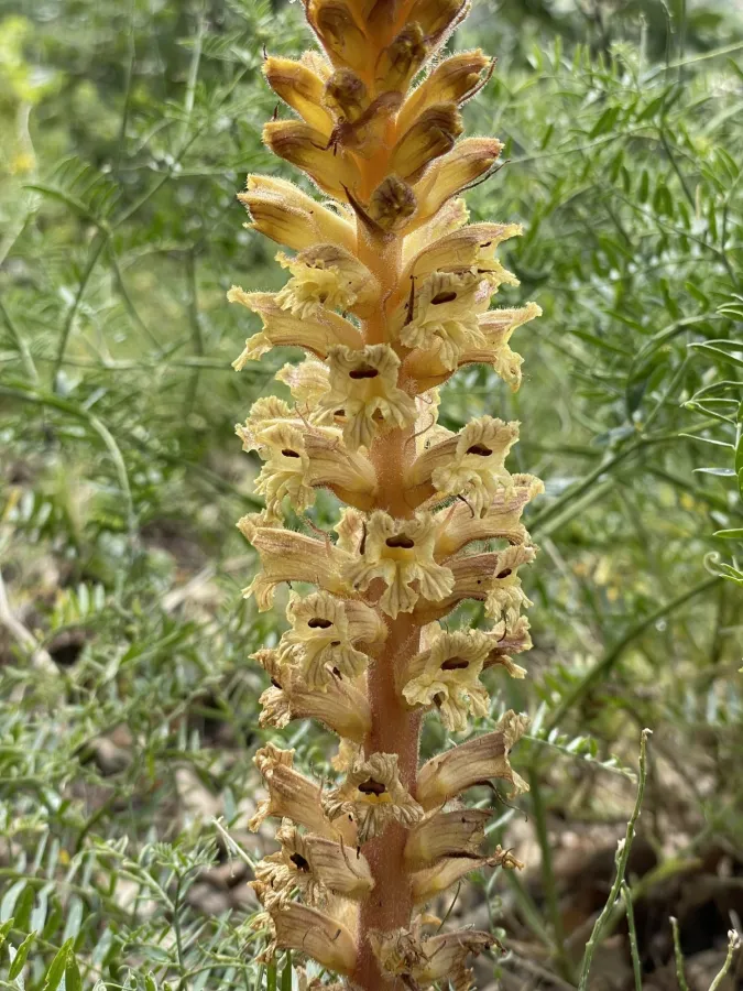 Orobanche laxissima