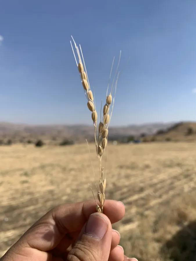 Oryza sativa