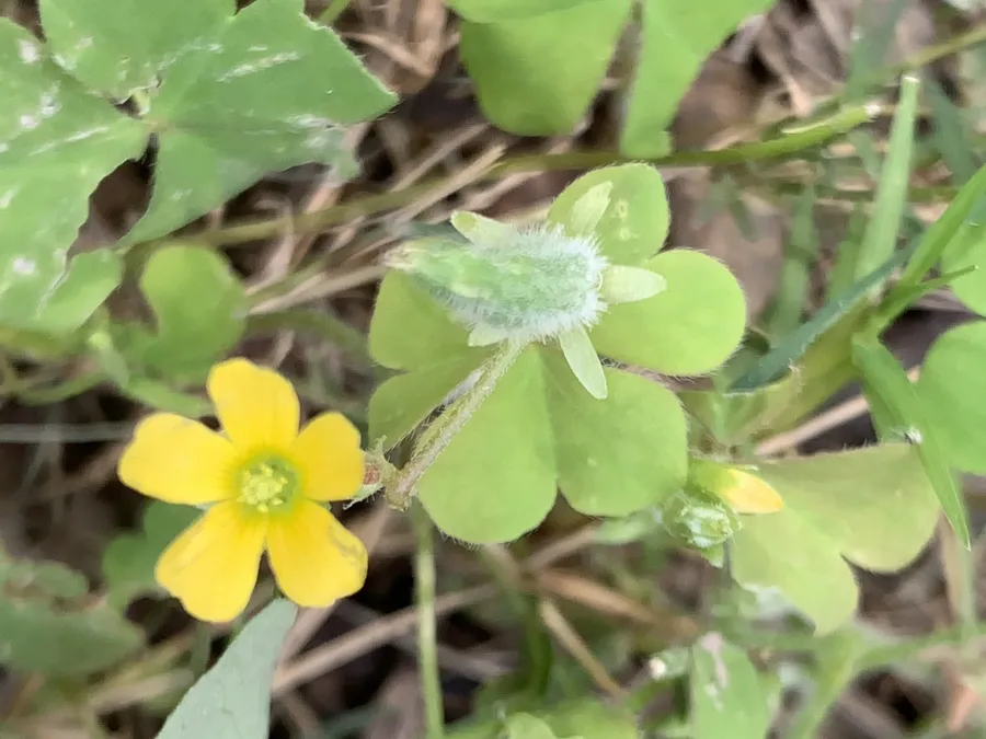 Oxalis corniculata