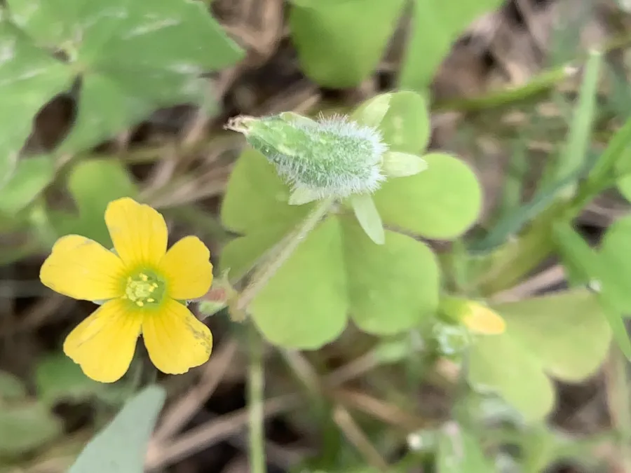 Oxalis corniculata