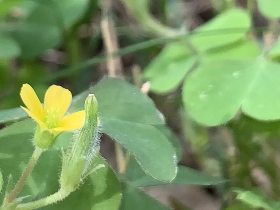Oxalis corniculata
