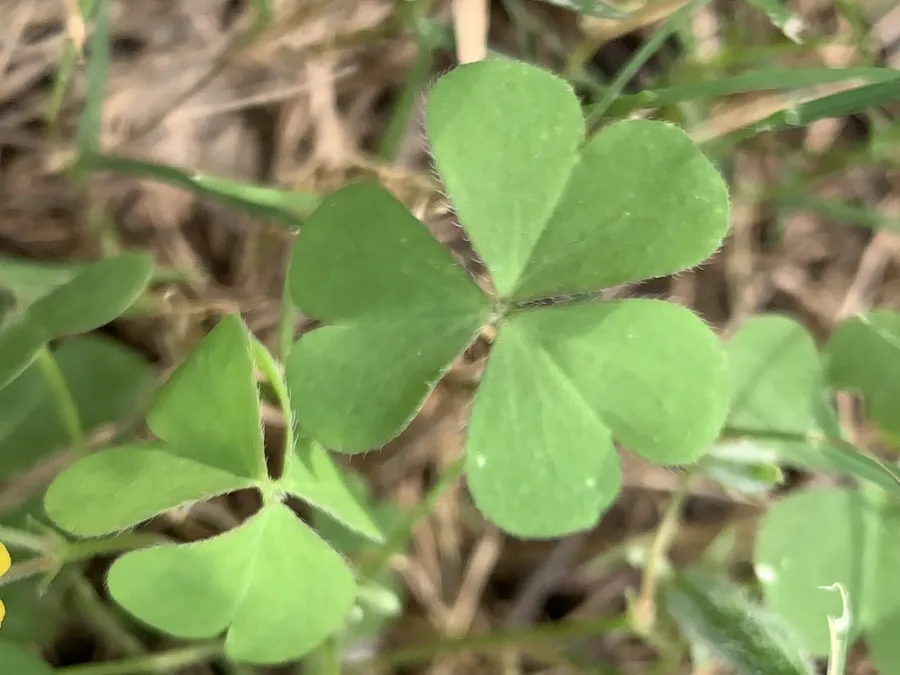 Oxalis corniculata