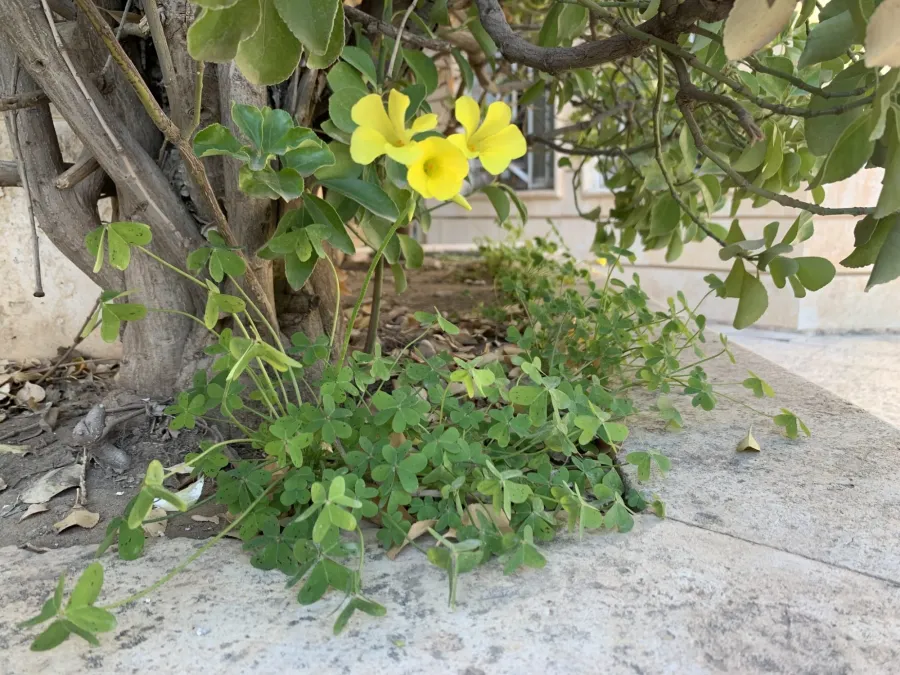 Oxalis pes-caprae