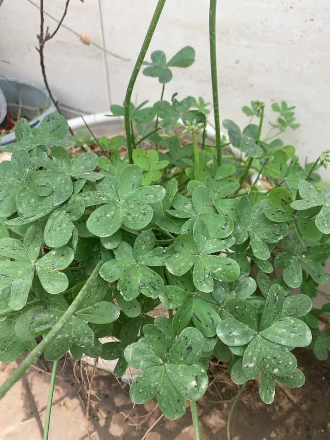 Oxalis pes-caprae