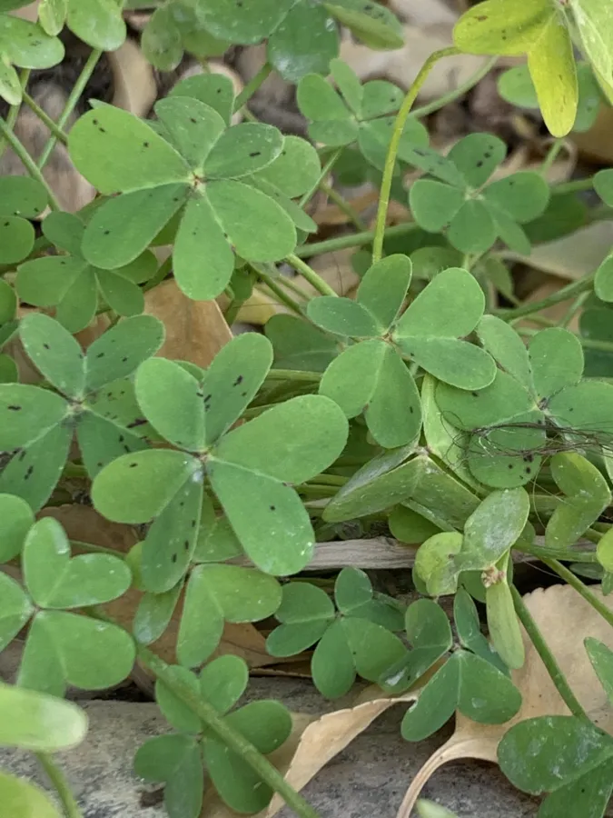 Oxalis pes-caprae