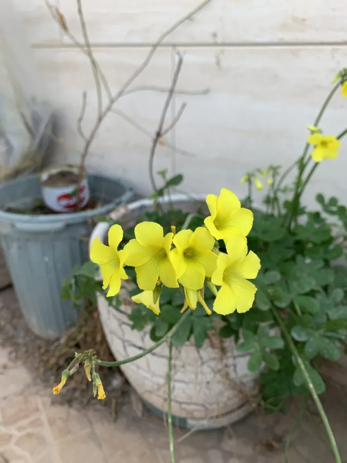 Oxalis pes-caprae
