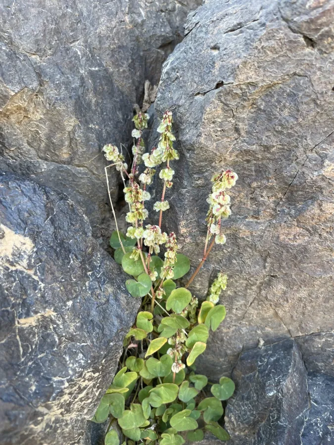 Oxyria digyna