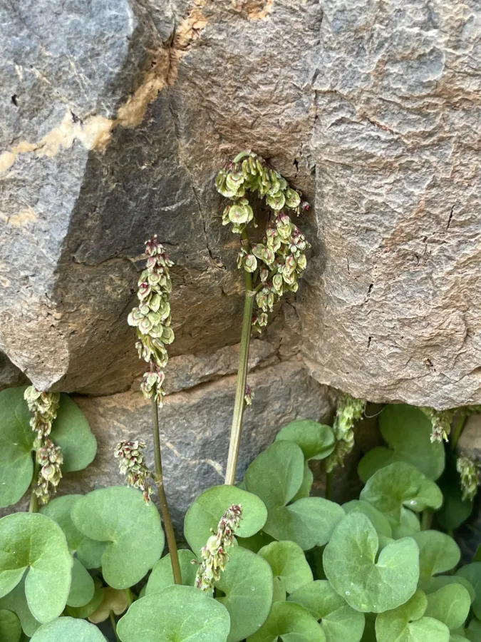 Oxyria digyna