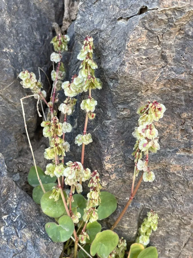 Oxyria digyna