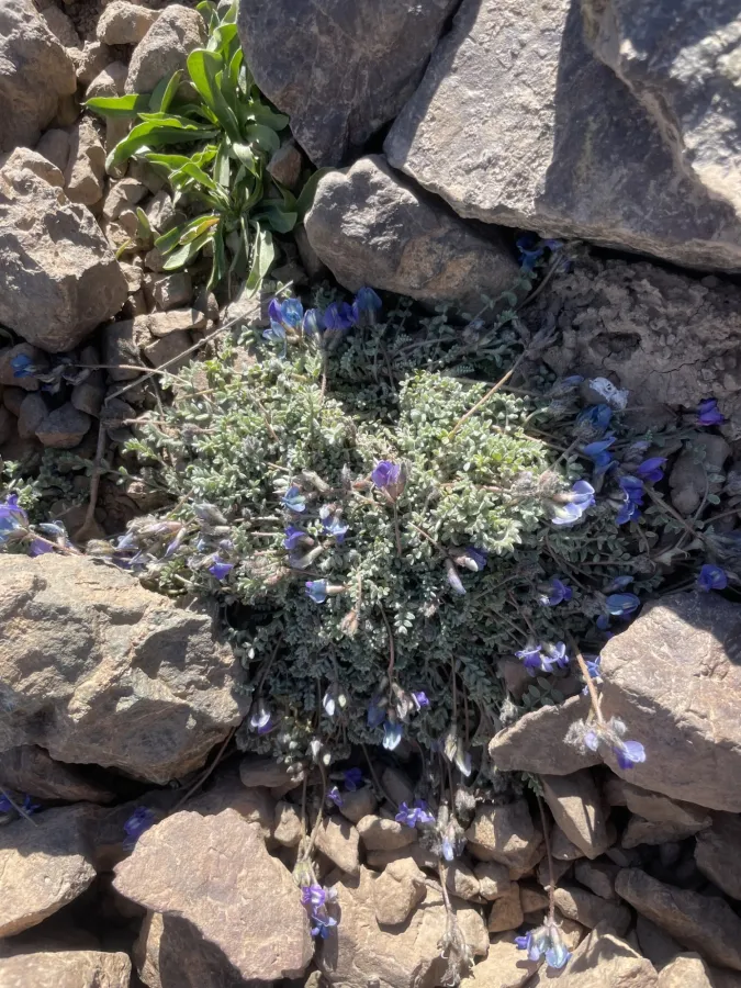 Oxytropis persica