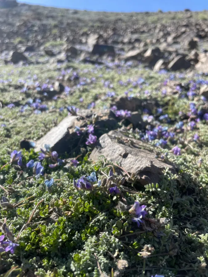 Oxytropis persica