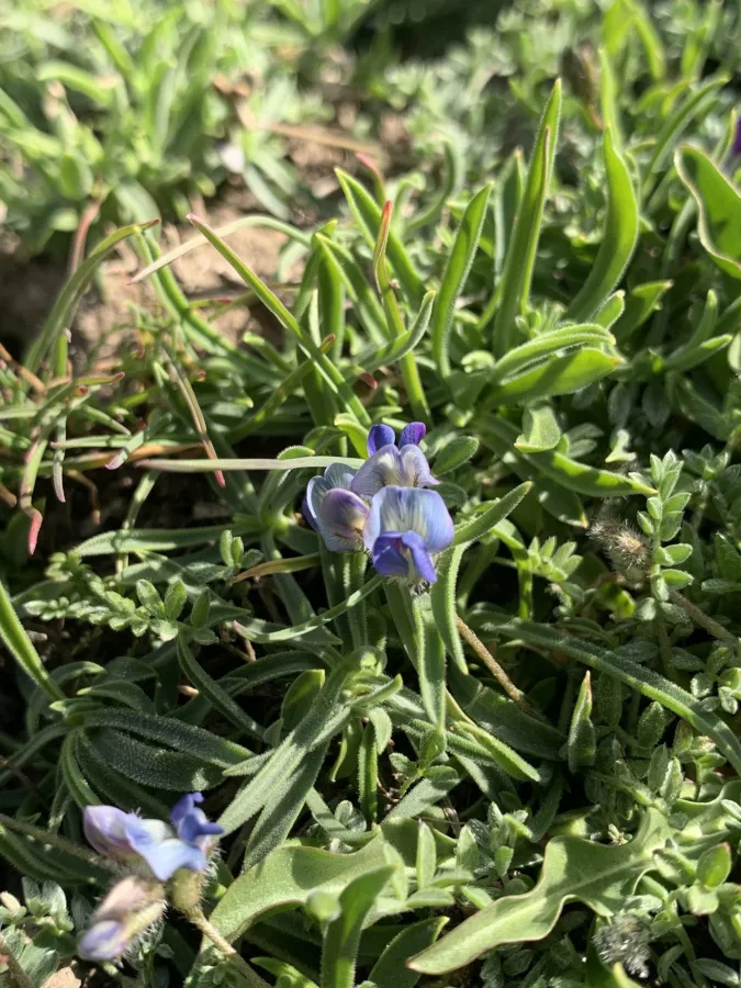 Oxytropis savellanica