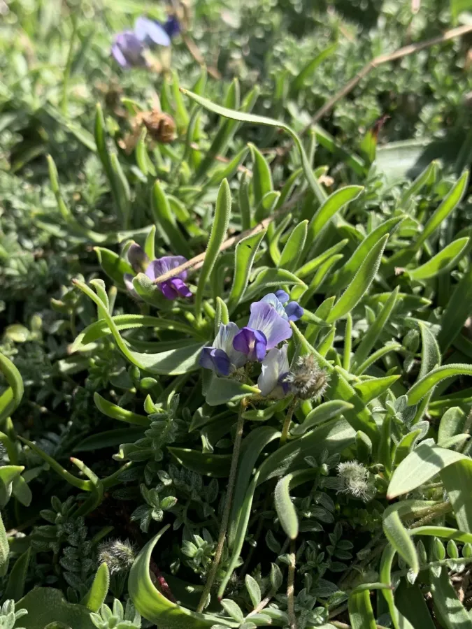 Oxytropis savellanica