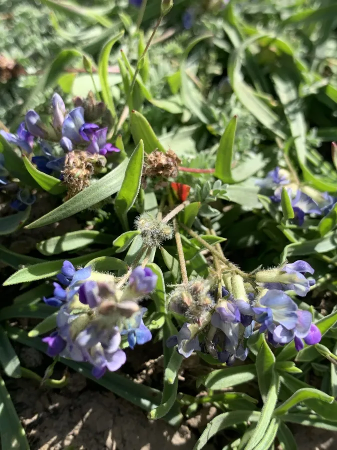 Oxytropis savellanica