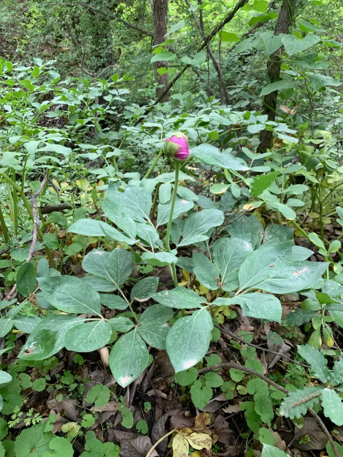 Paeonia mascula