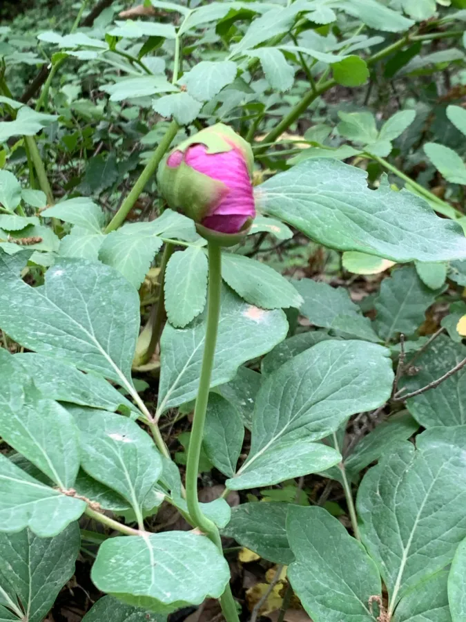 Paeonia mascula