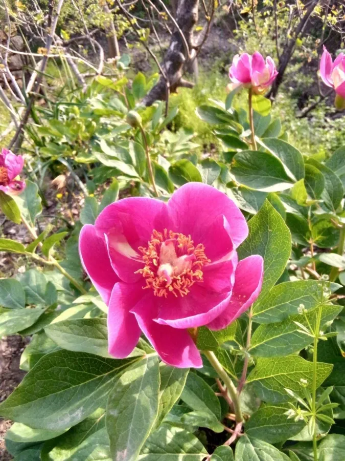 Paeonia mascula