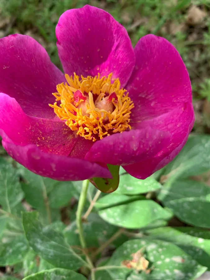 Paeonia mascula