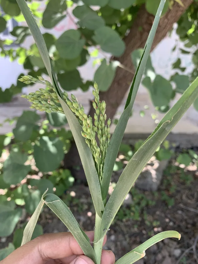 Panicum miliaceum