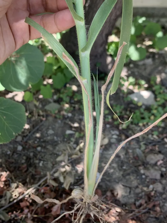 Panicum miliaceum