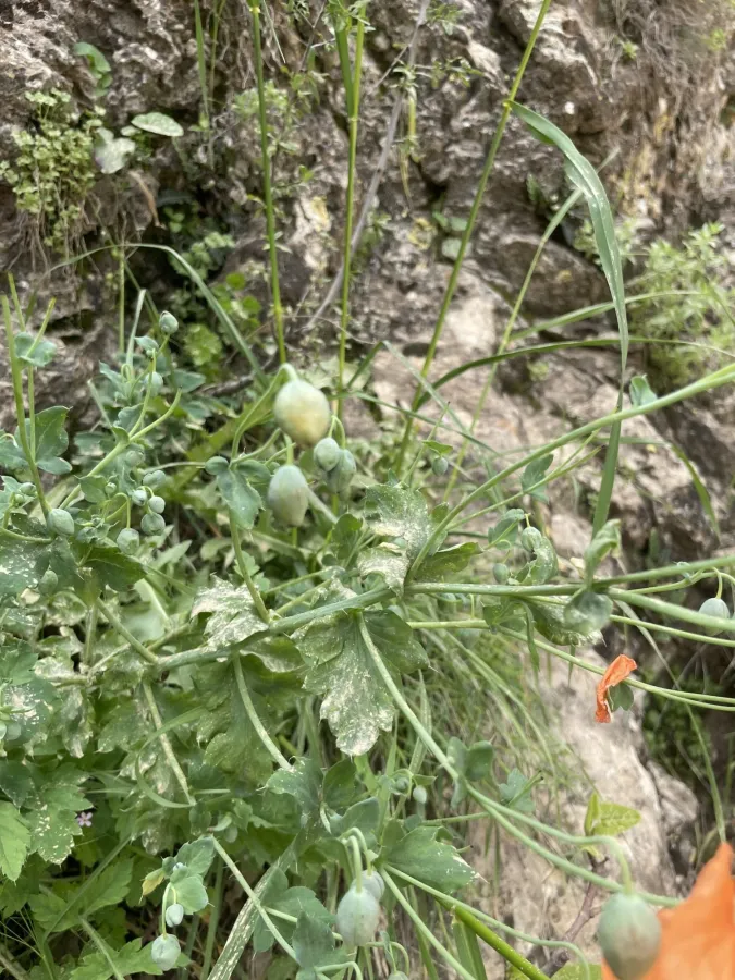 Papaver acrochaetum