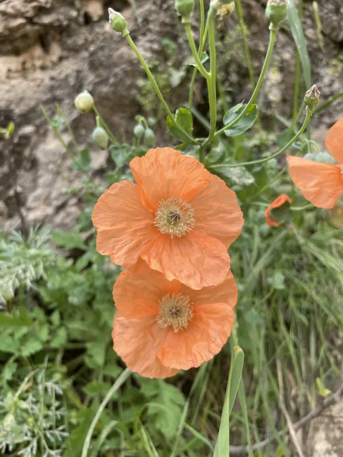 Papaver acrochaetum
