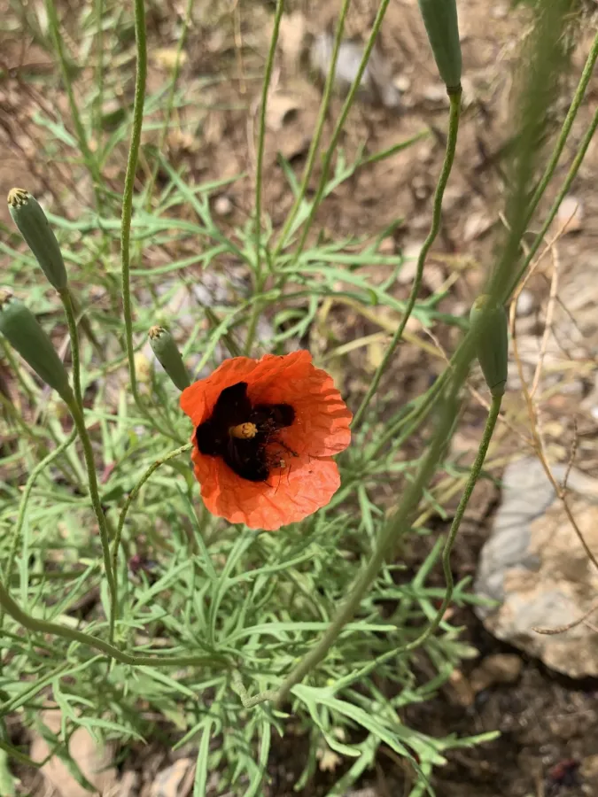Papaver arenarium