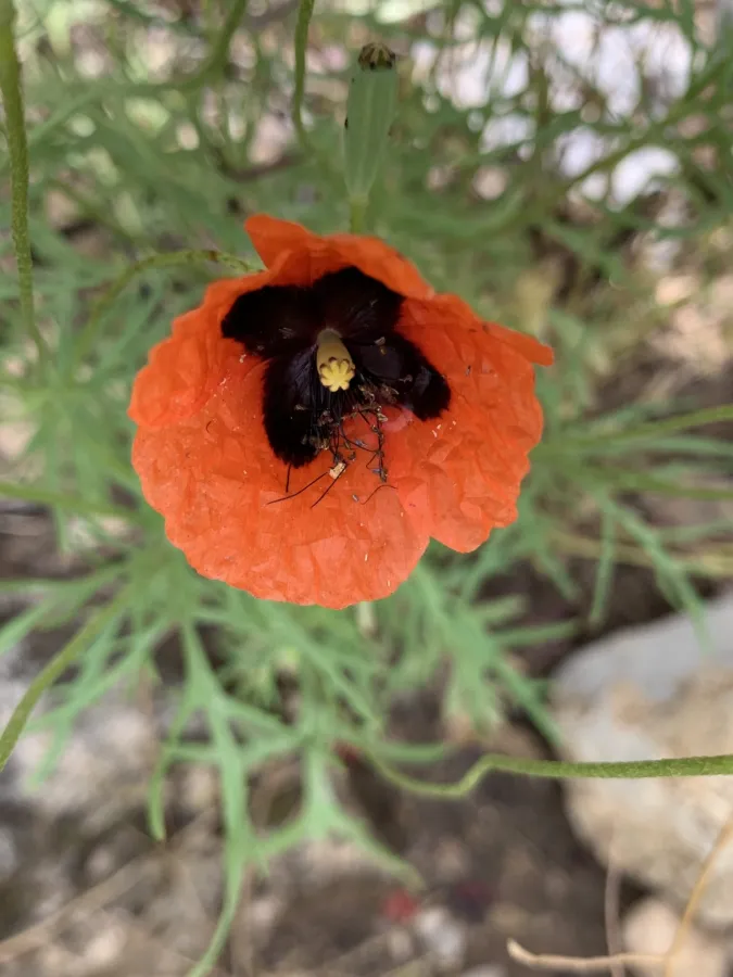 Papaver arenarium