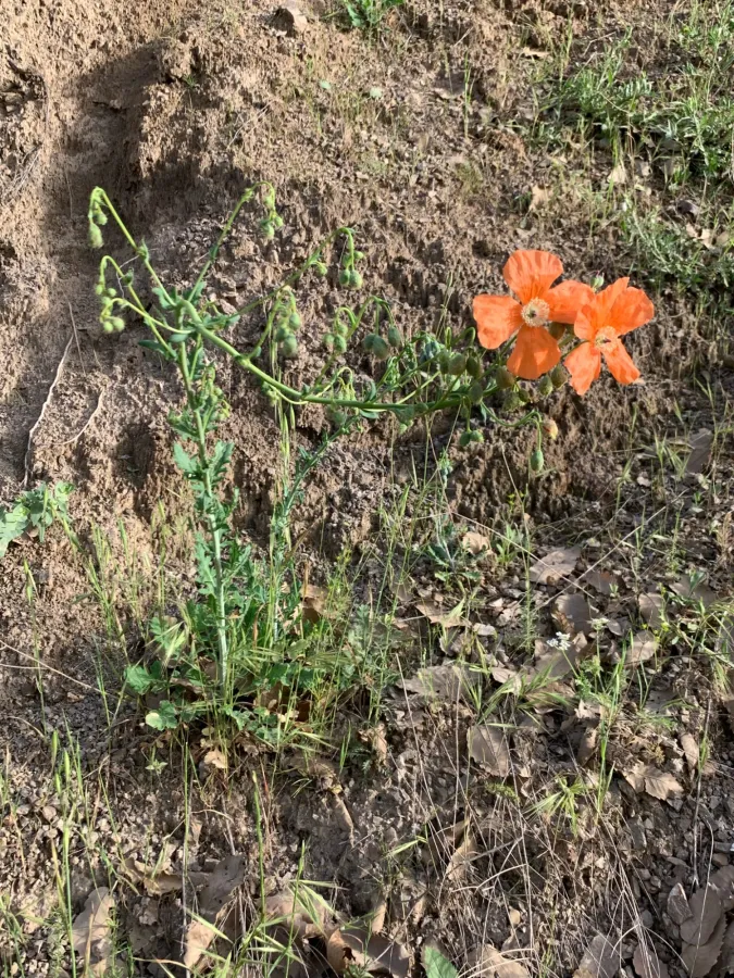 Papaver armeniacum