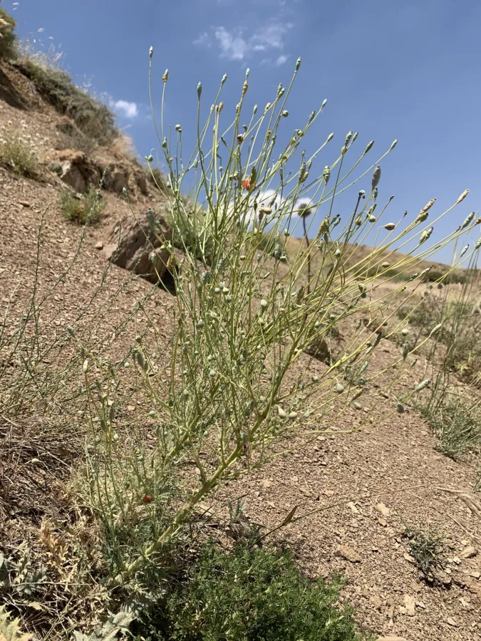 Papaver armeniacum