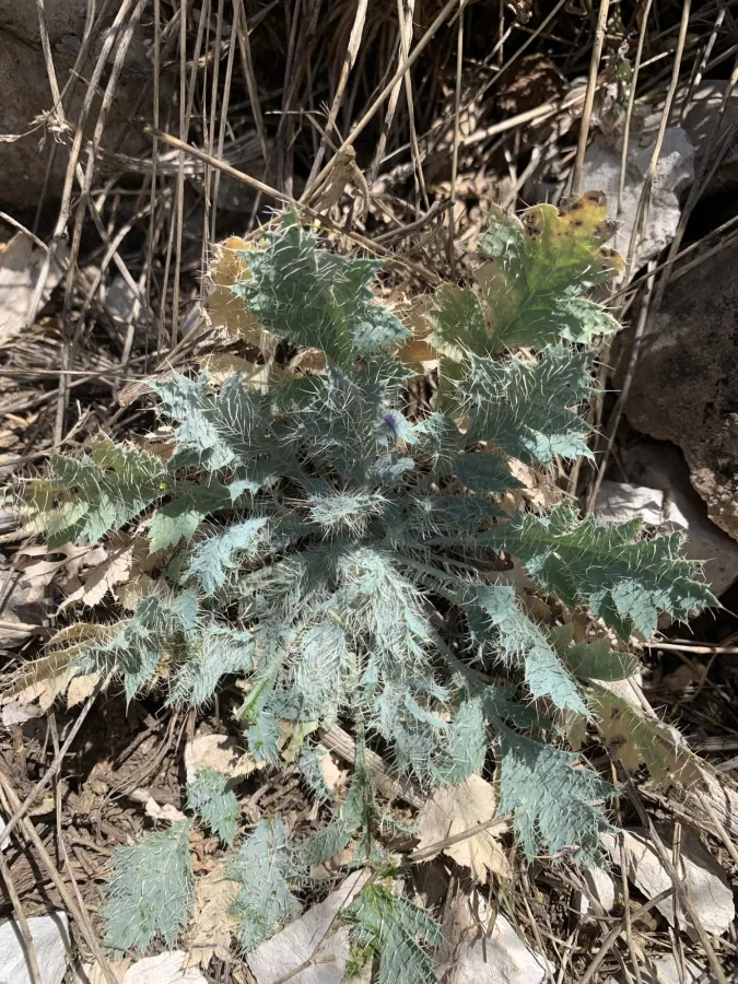 Papaver armeniacum