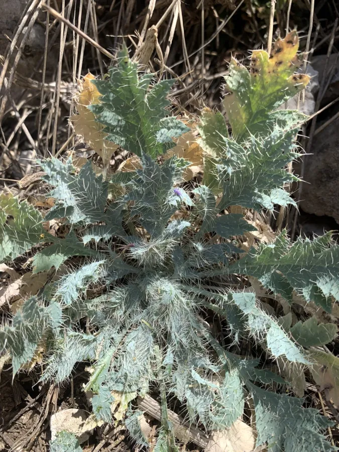 Papaver armeniacum