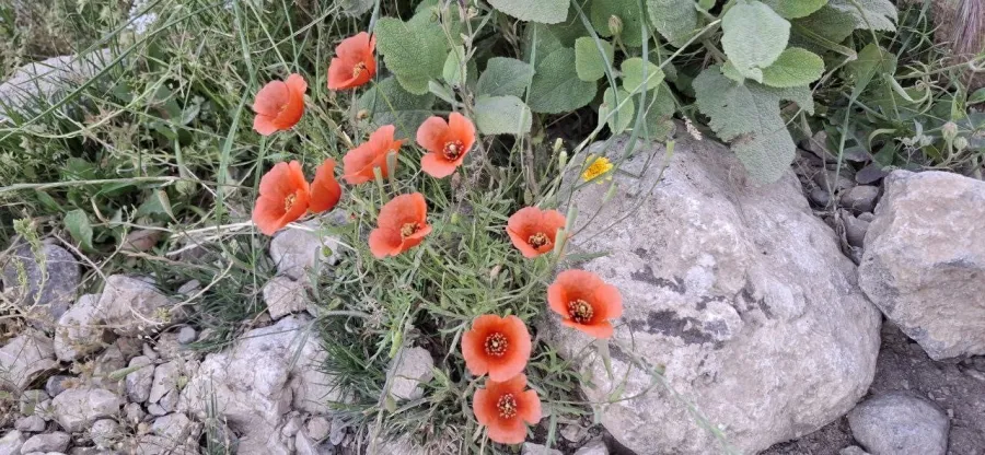 Papaver dubium